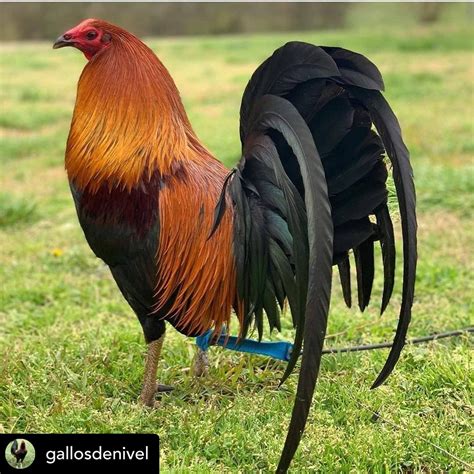 gamefowl pointing feed|Pointing Procedures 2 .